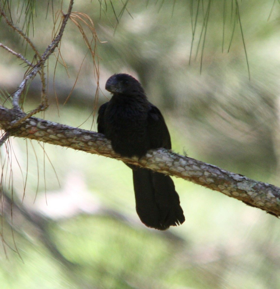 Smooth-billed Ani - ML644619330