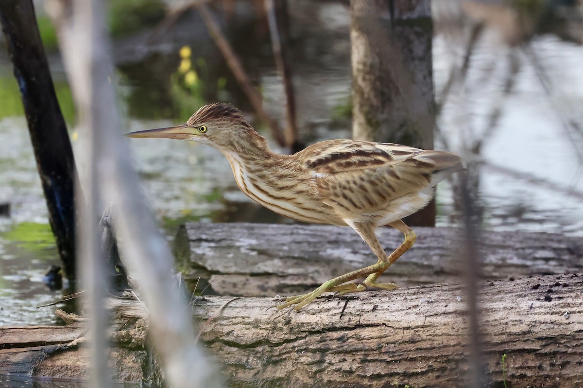 Yellow Bittern - ML644619331