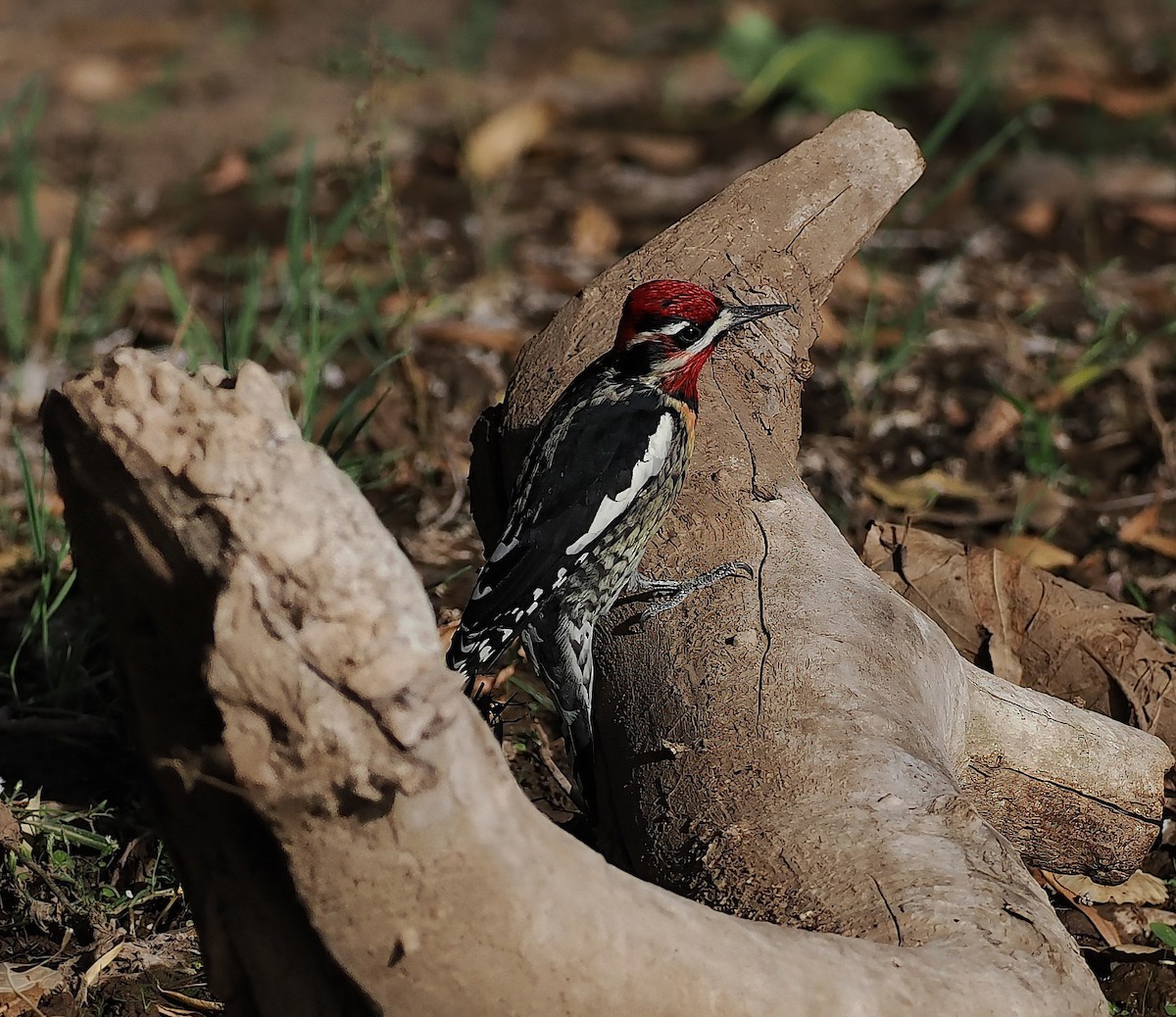 Al Enseli Ağaçkakan - ML644619335