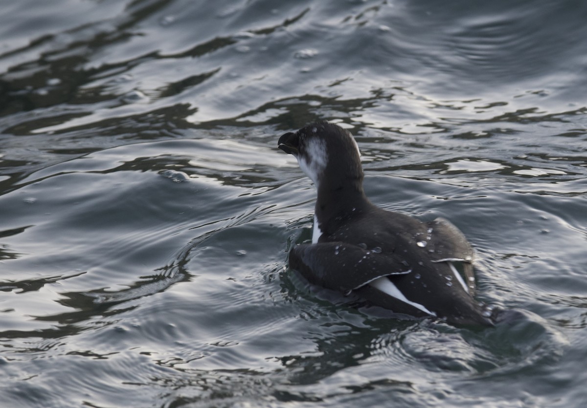 Gazza marina - ML644619336