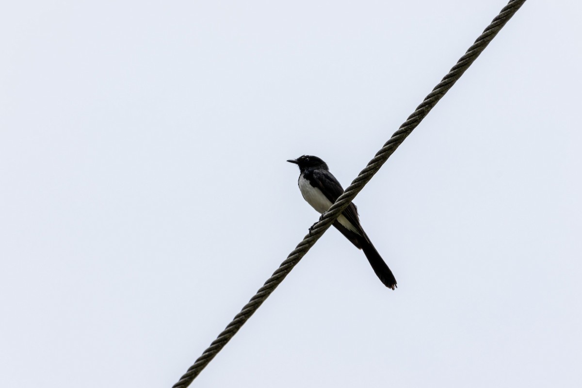 Willie-wagtail - ML644619355
