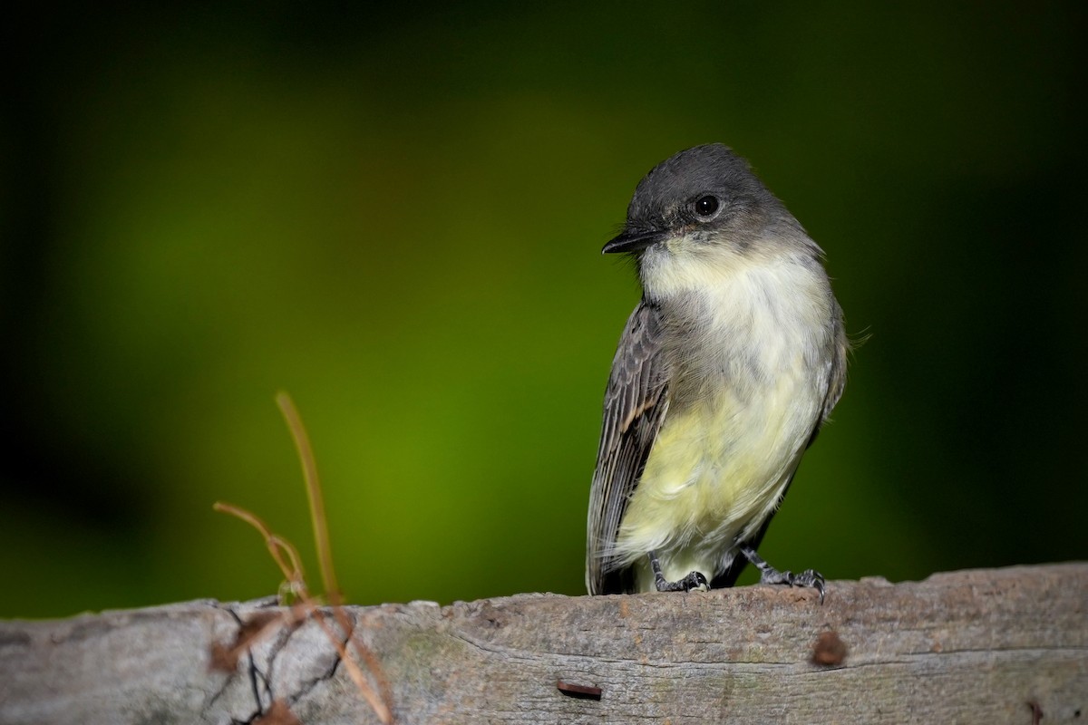 Mosquero Fibí - ML644619358