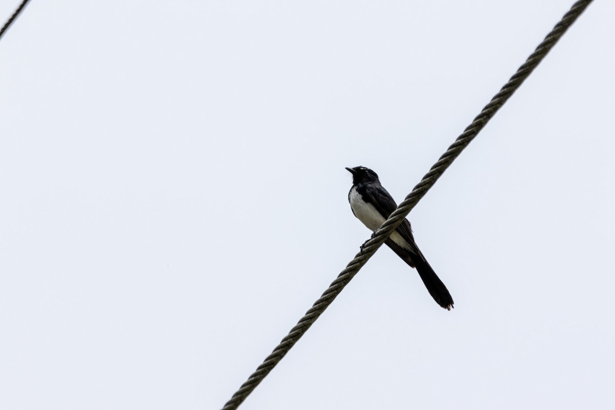 Willie-wagtail - ML644619363