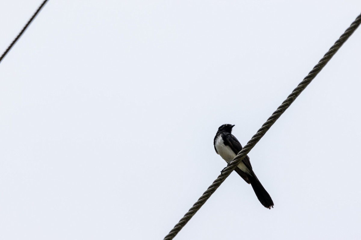 Willie-wagtail - ML644619368