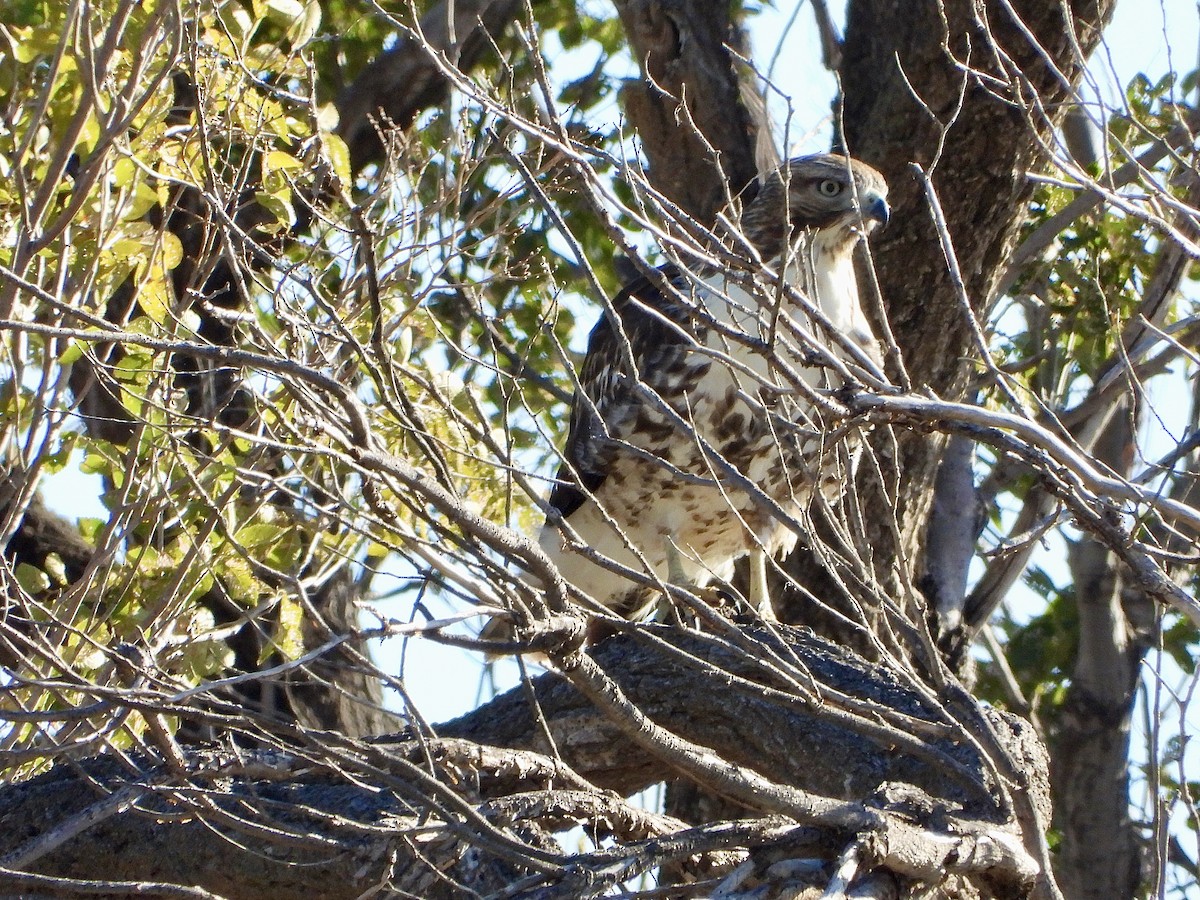 Red-tailed Hawk - ML644619378