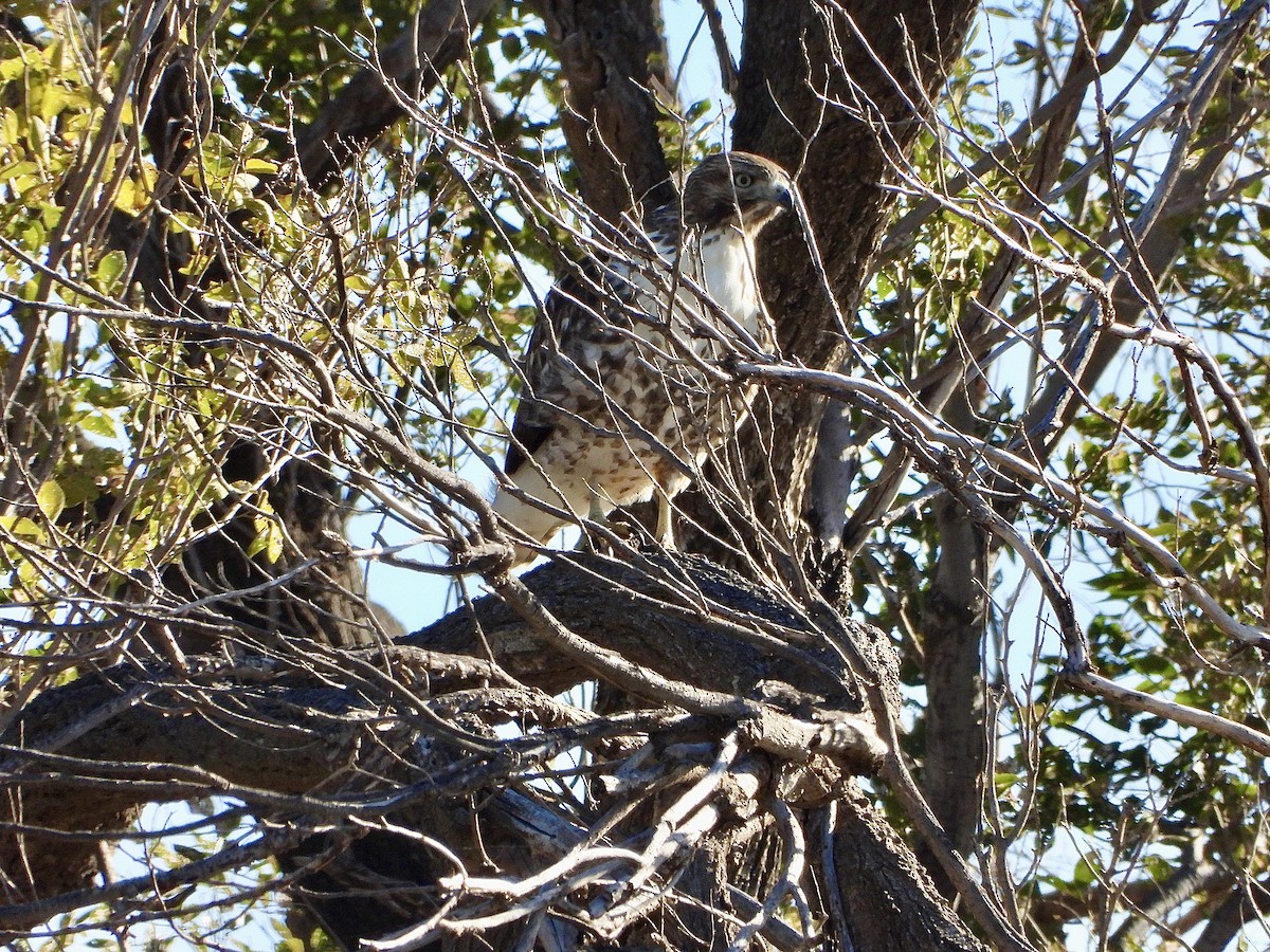 Red-tailed Hawk - ML644619379