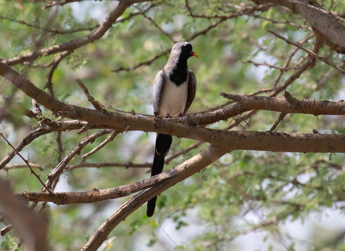 Namaqua Dove - ML644619389