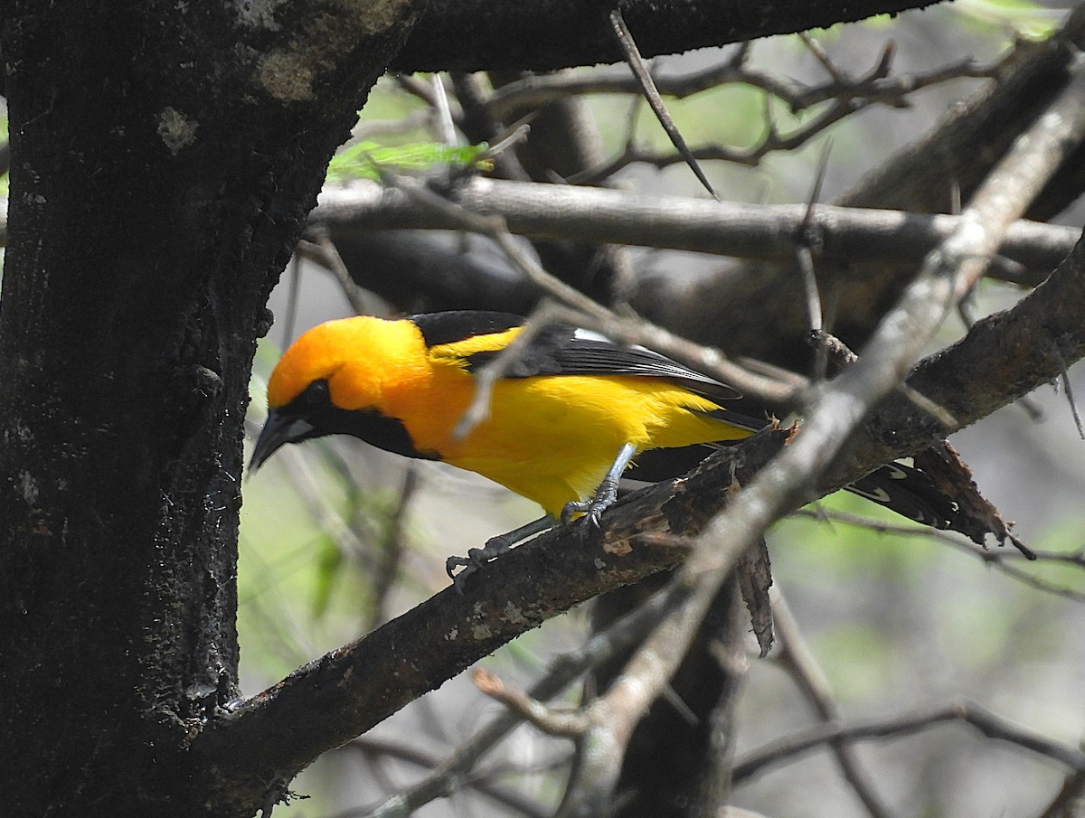 White-edged Oriole - ML644619392
