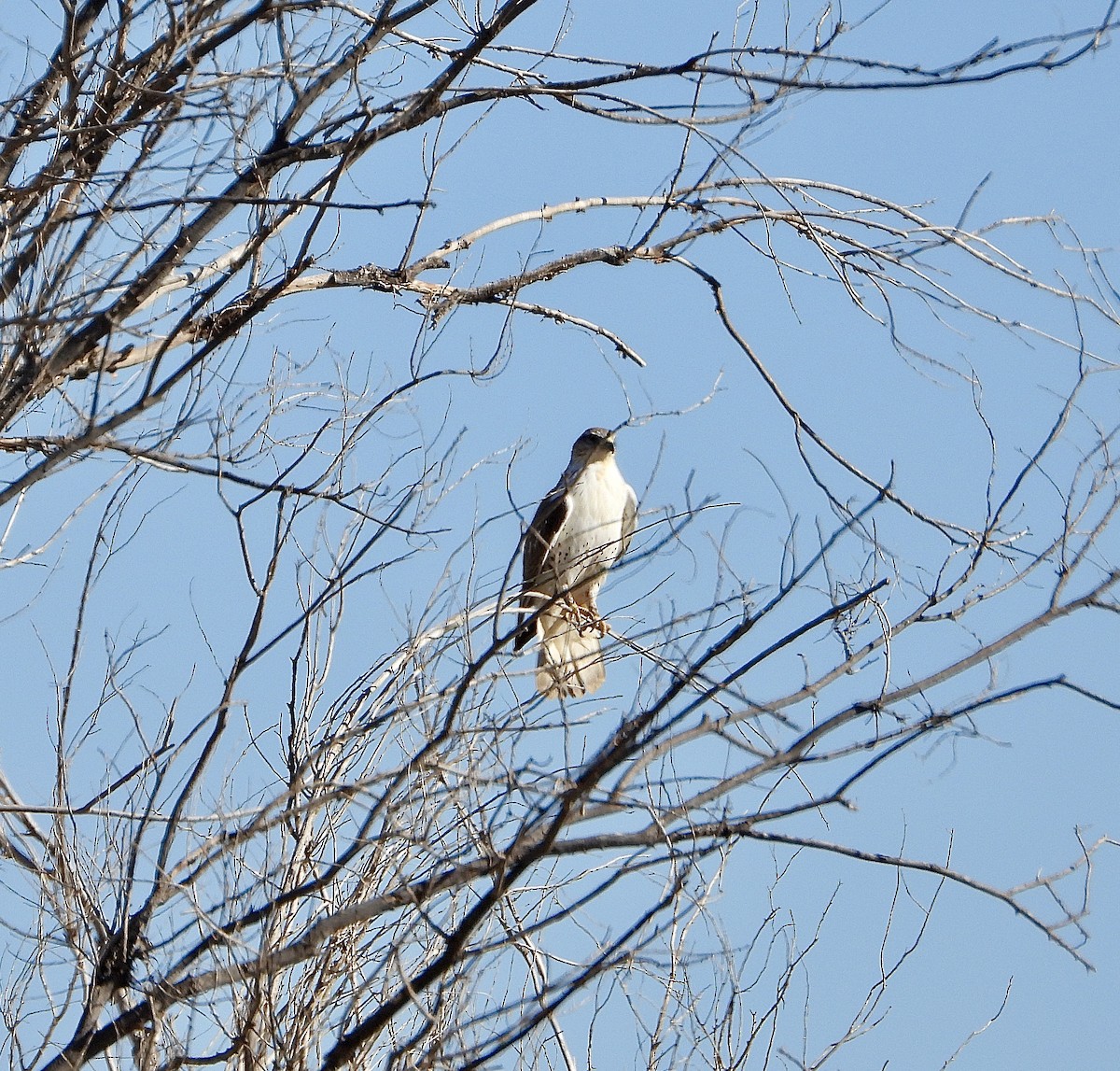 Ferruginous Hawk - ML644619393