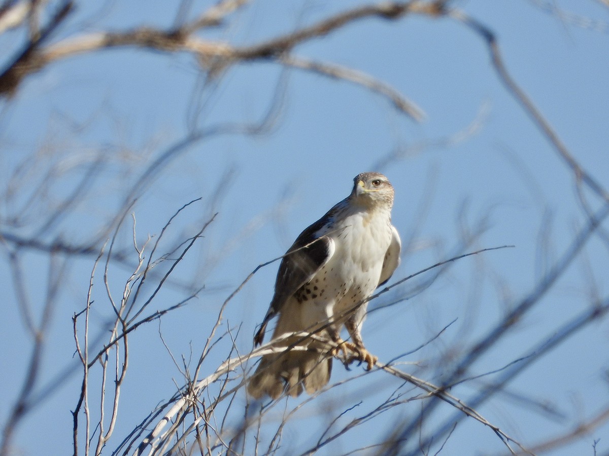Ferruginous Hawk - ML644619394
