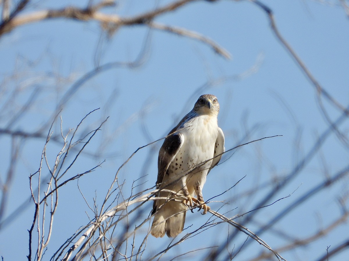 Ferruginous Hawk - ML644619395