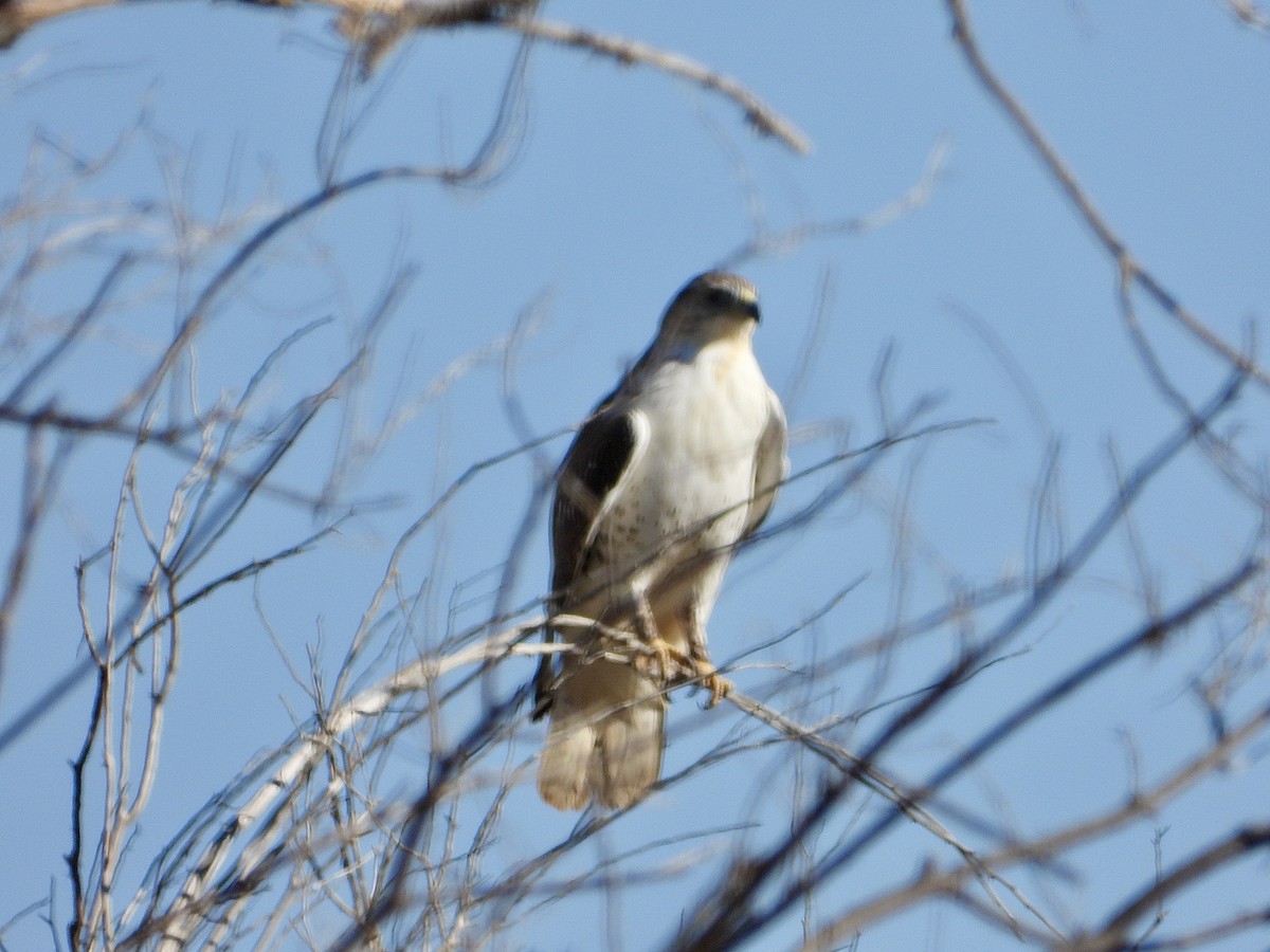 Ferruginous Hawk - ML644619396