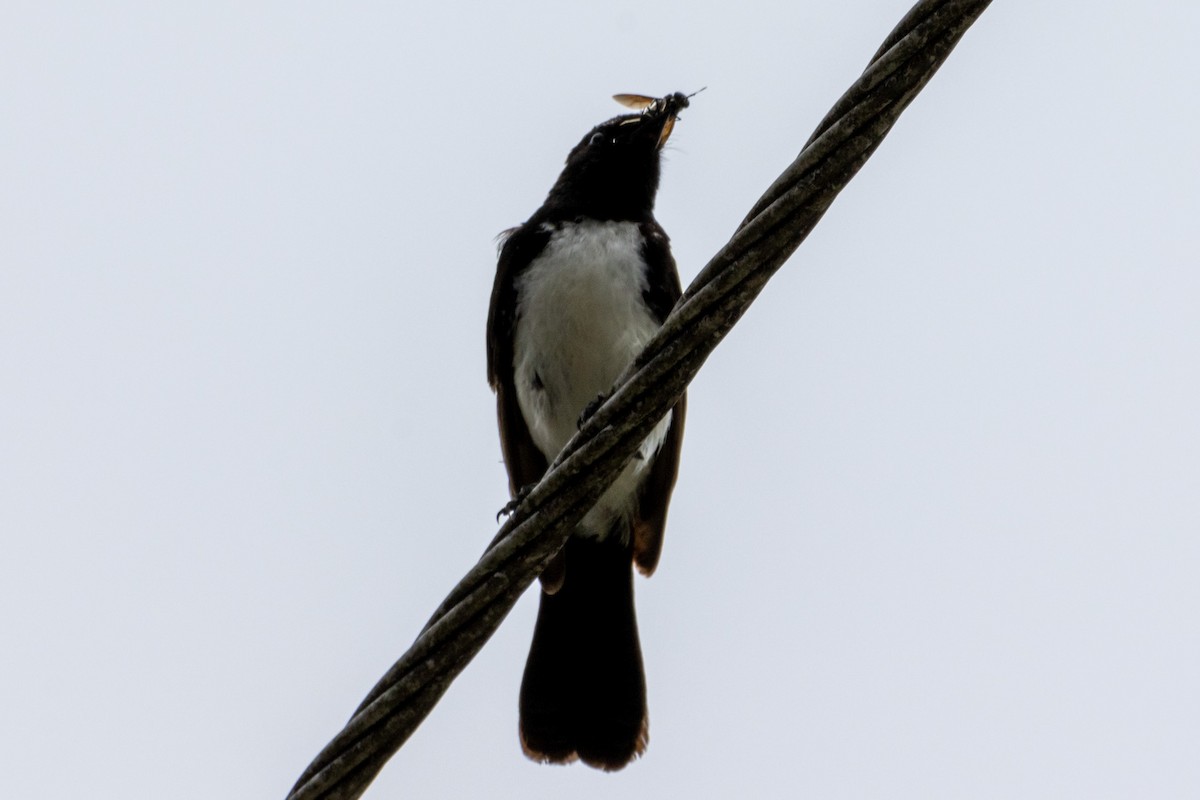 Willie-wagtail - ML644619397