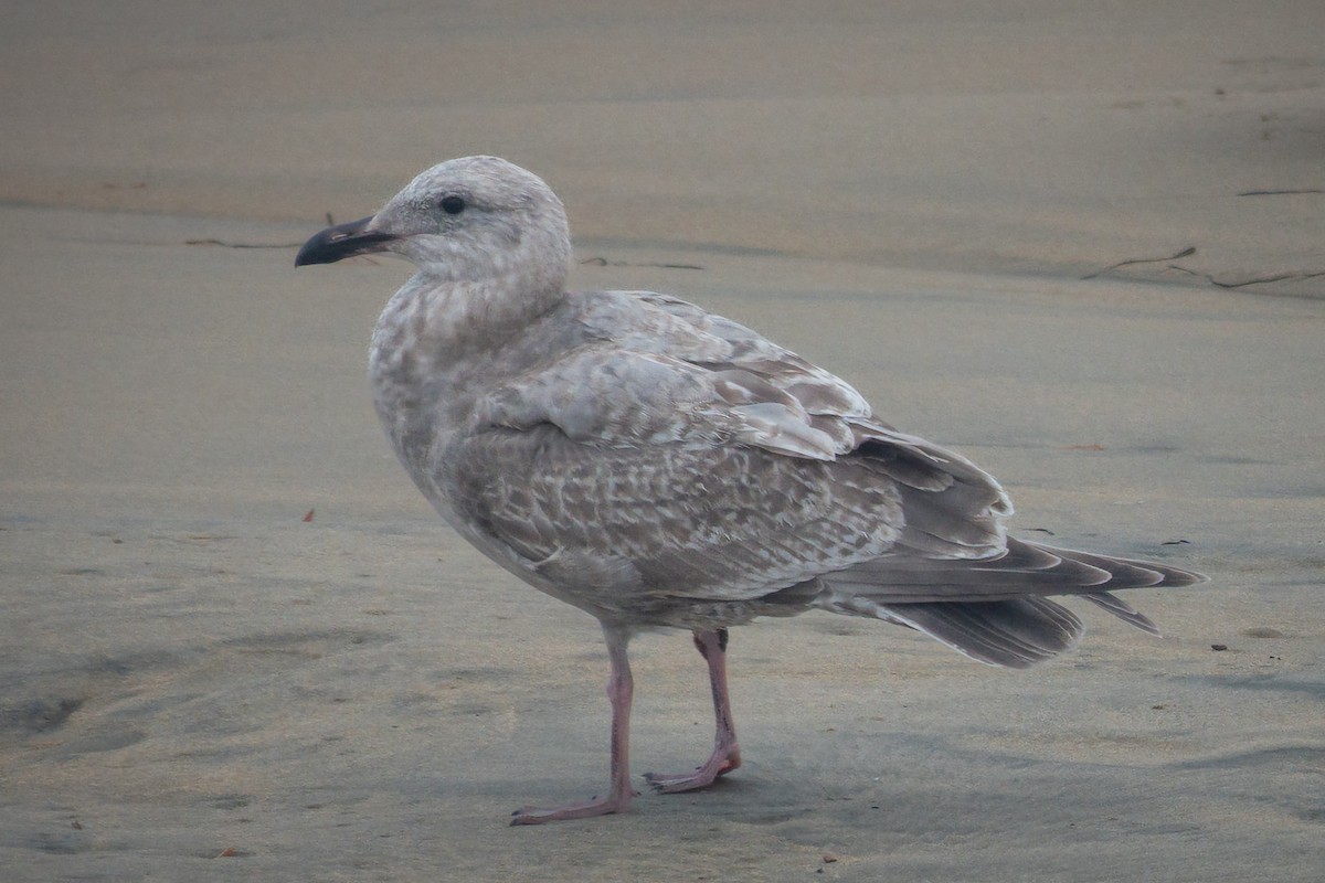 Glaucous-winged Gull - ML644619398