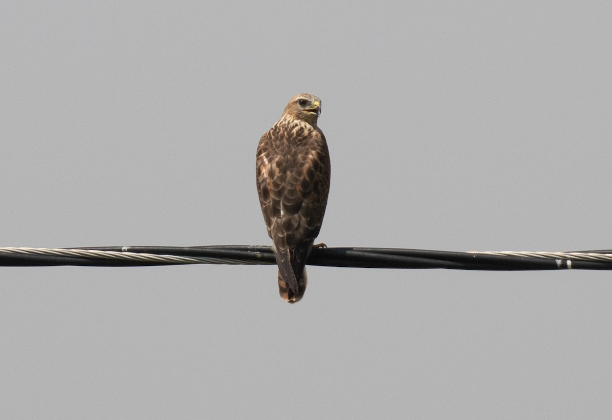 Long-legged Buzzard - ML644619401