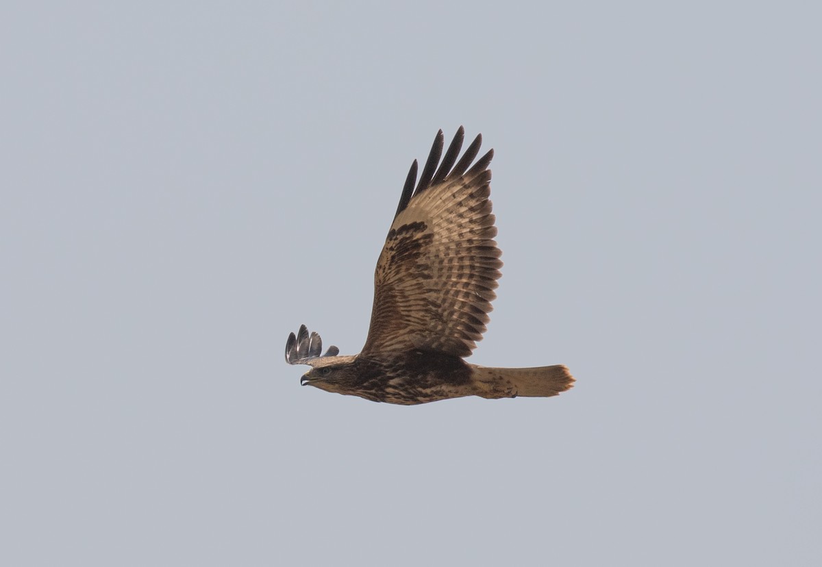 Long-legged Buzzard - ML644619402