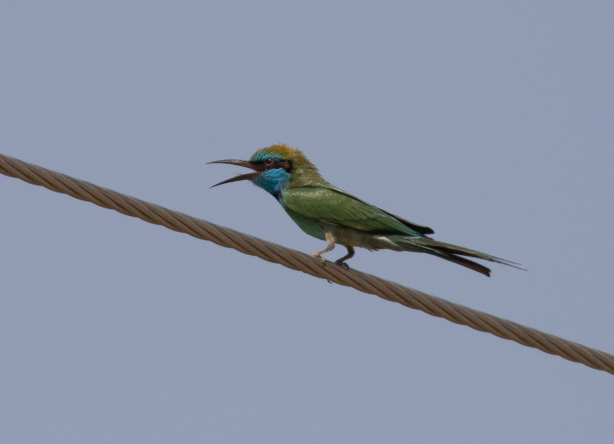 Arabian Green Bee-eater - ML644619408