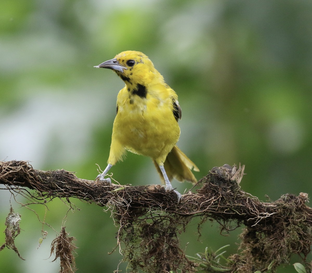 Sarı Kuyruklu Turpiyal - ML644619409