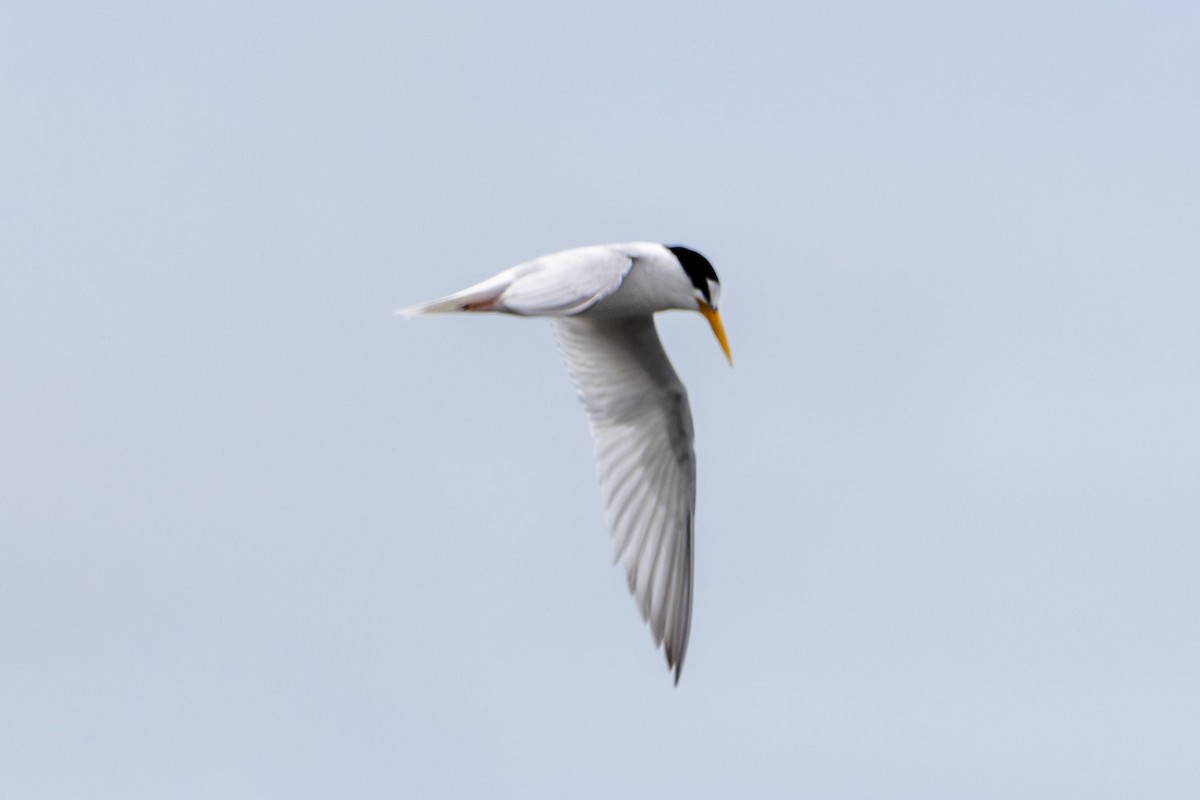 Little Tern - ML644619413
