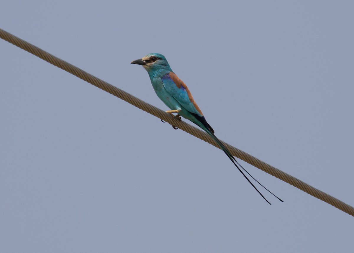 Сиворакша абісинська - ML644619414