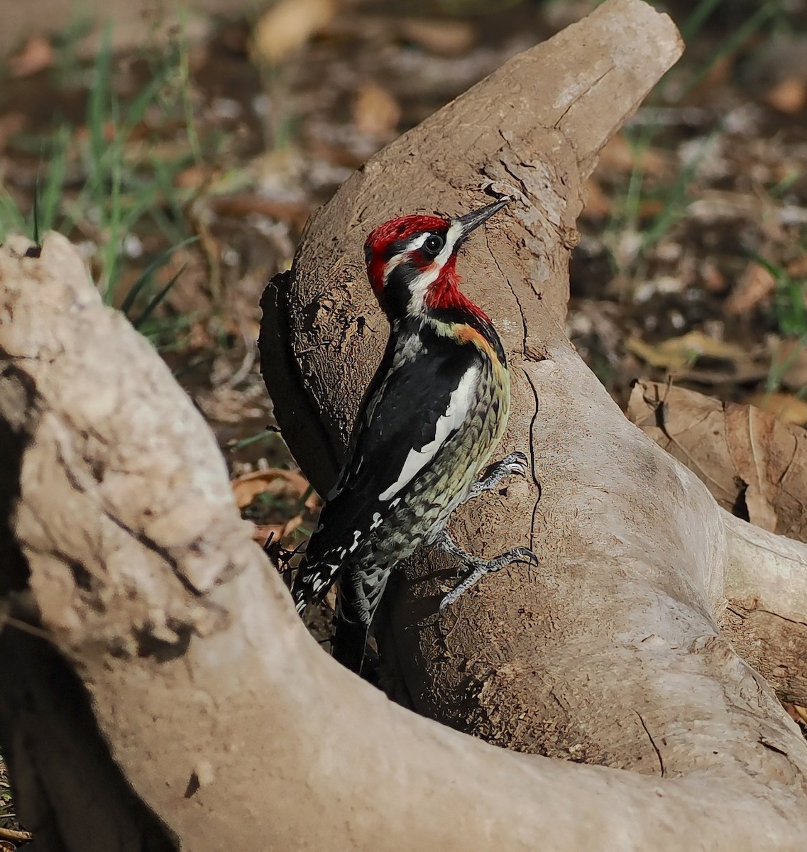 Al Enseli Ağaçkakan - ML644619416