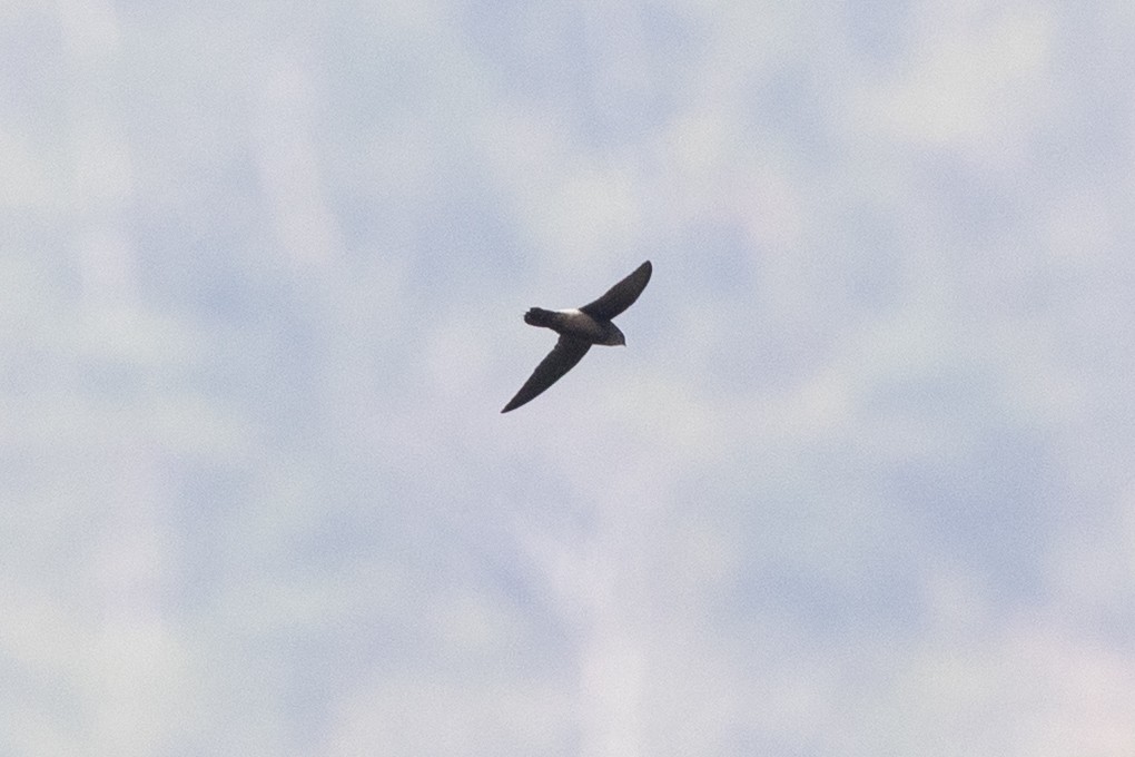 Pale-rumped Swift - ML644619423