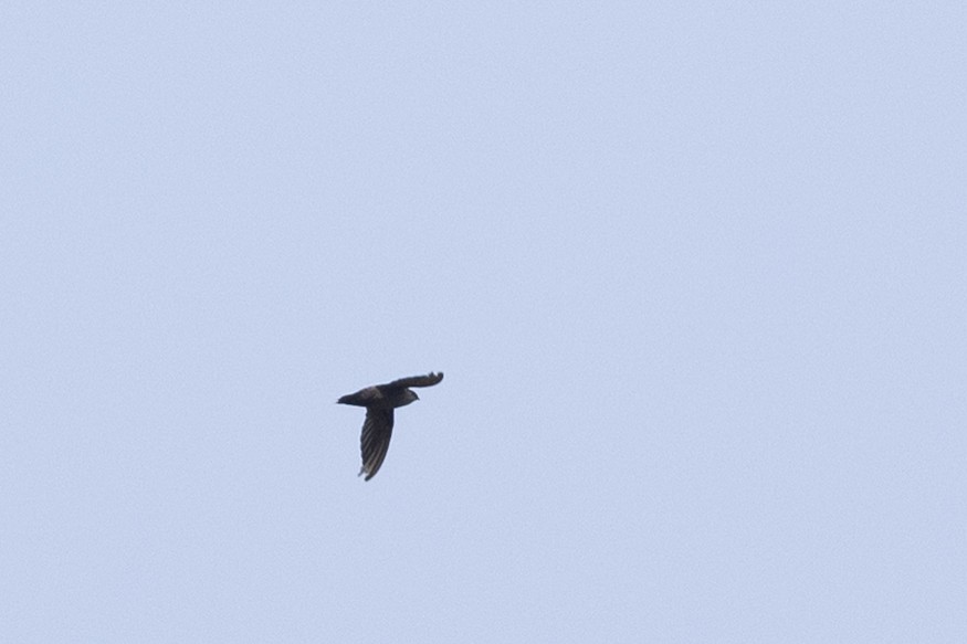 Pale-rumped Swift - ML644619424