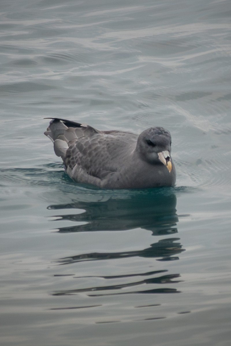 סערון שחפי - ML644619429