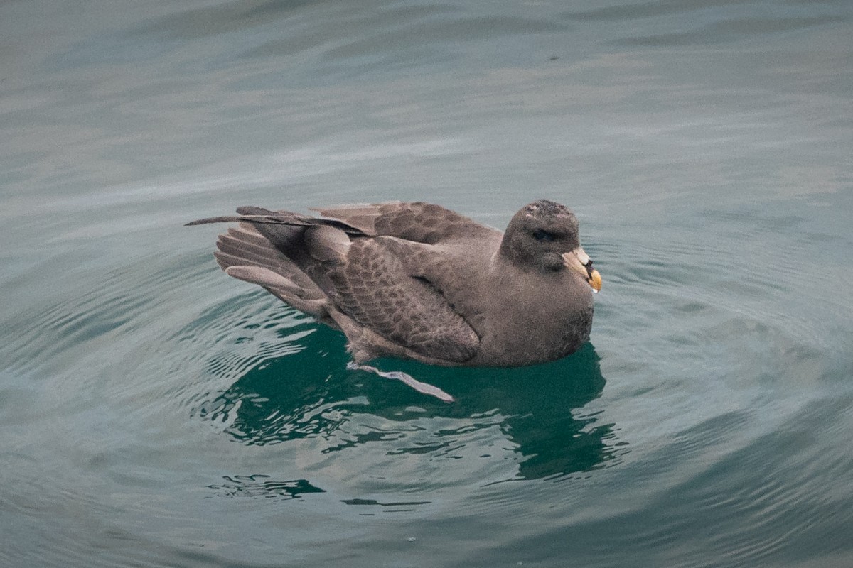 סערון שחפי - ML644619430