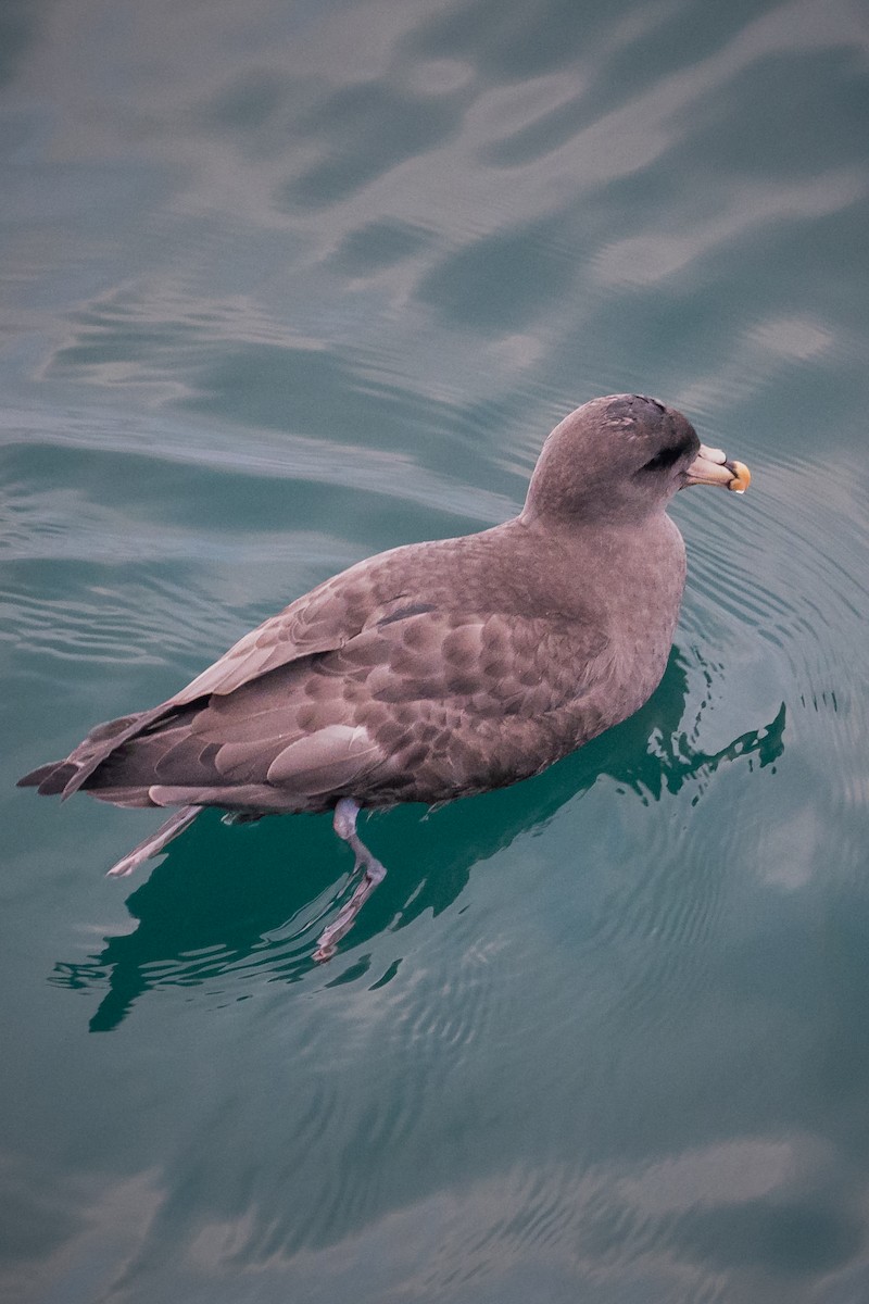 סערון שחפי - ML644619431