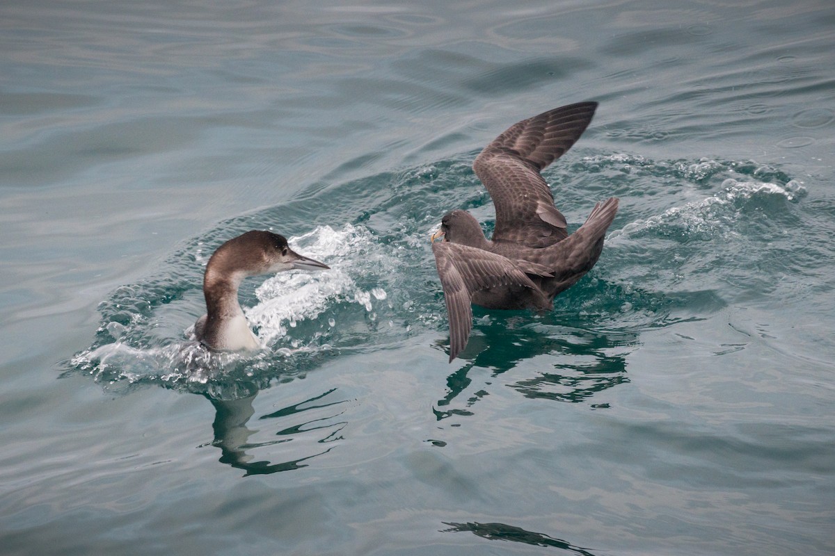 סערון שחפי - ML644619432