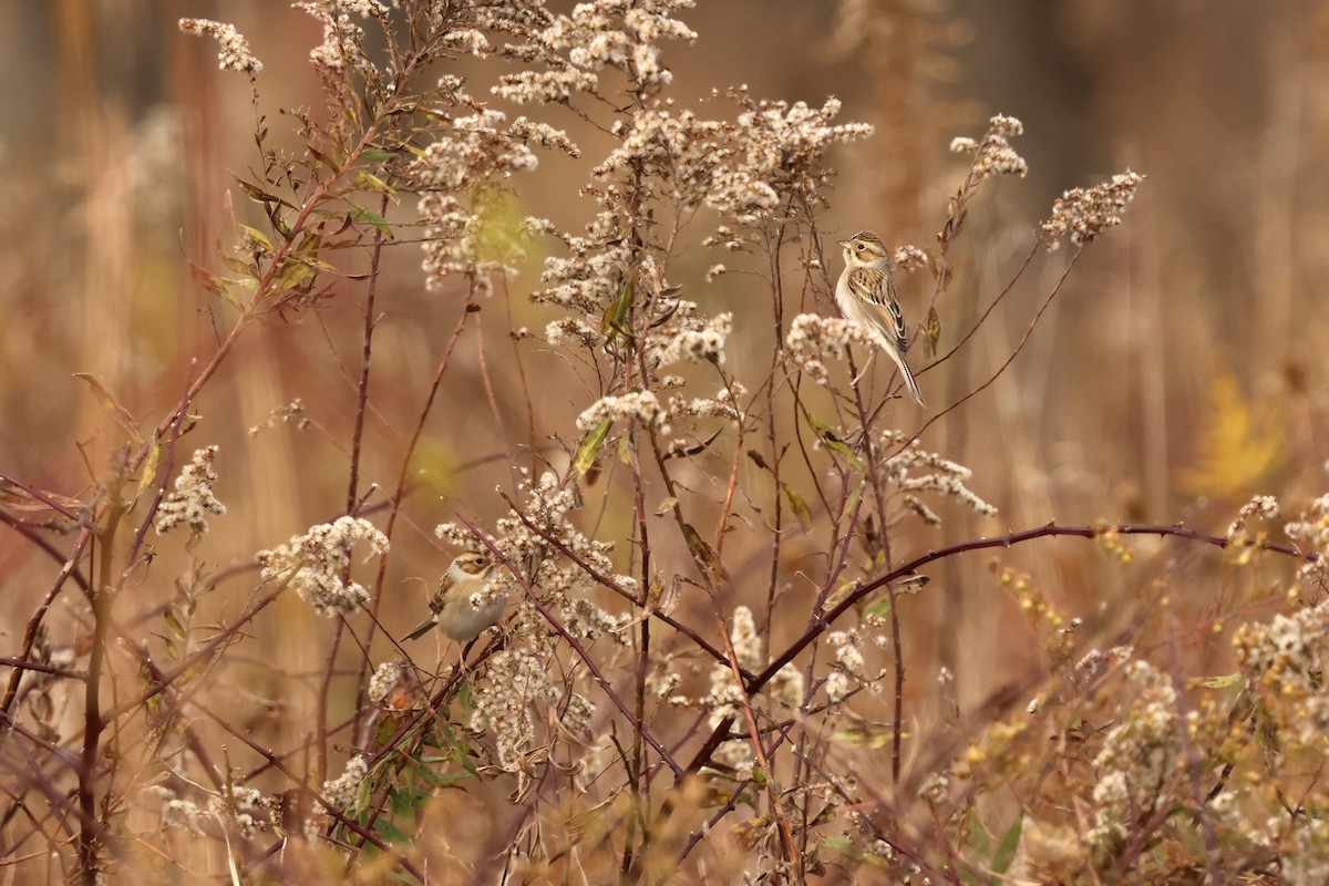 Clay-colored Sparrow - ML644619434