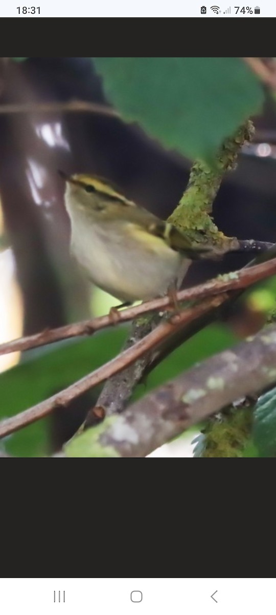 Pallas's Leaf Warbler - ML644619435
