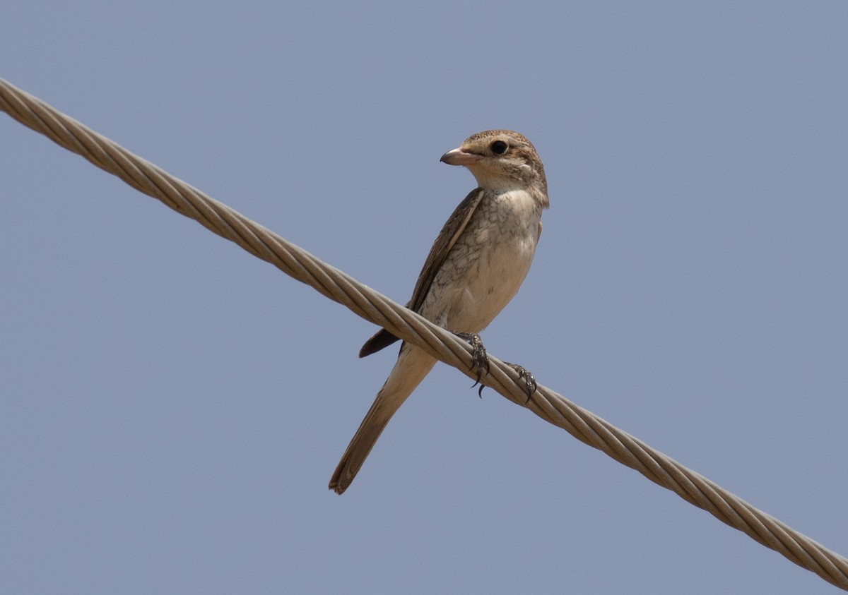Pie-grièche du Turkestan - ML644619439