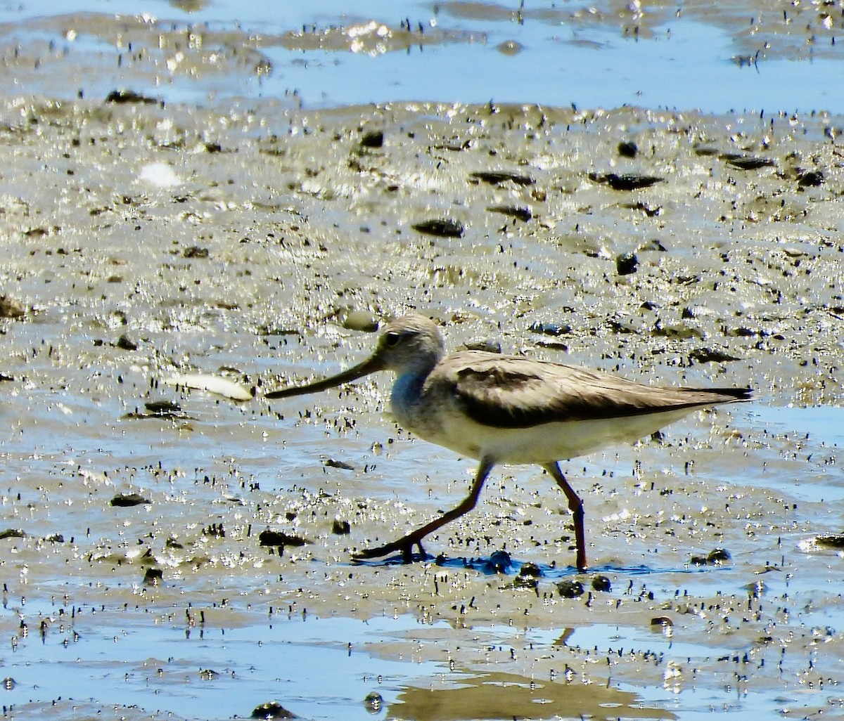 Terek Sandpiper - ML644619440