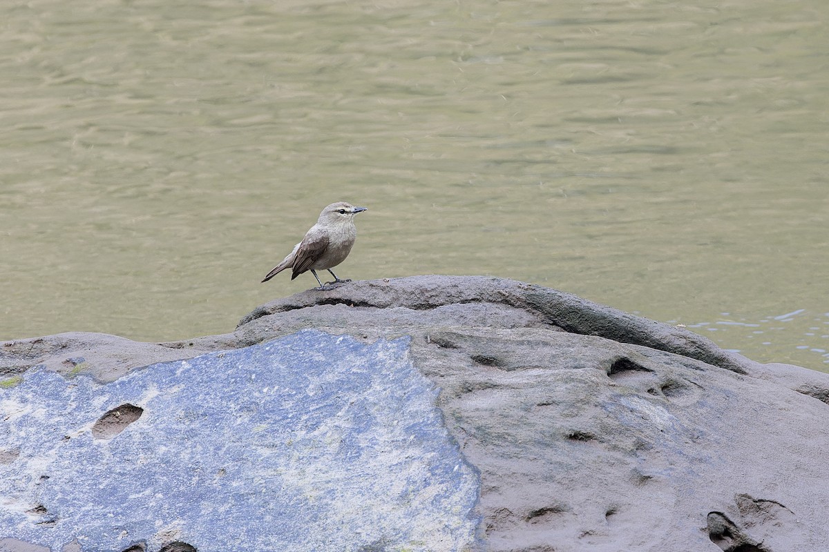 Drab Water Tyrant - ML644619442