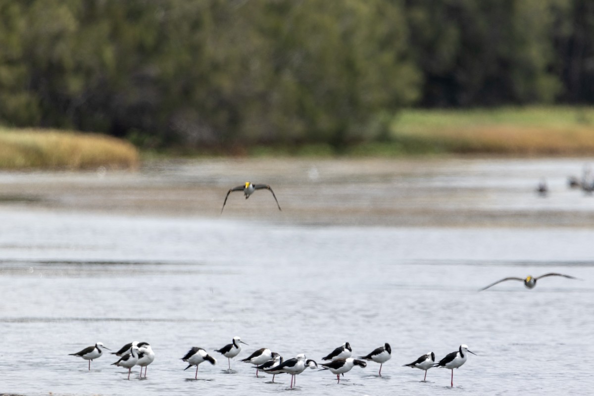 Pied Stilt - ML644619444