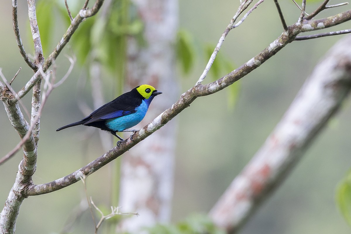 Paradise Tanager - ML644619450