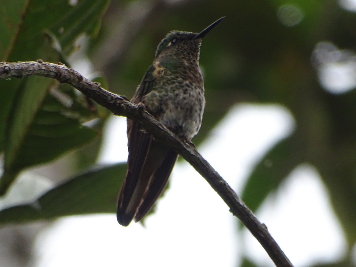 Buff-tailed Coronet - ML644619454