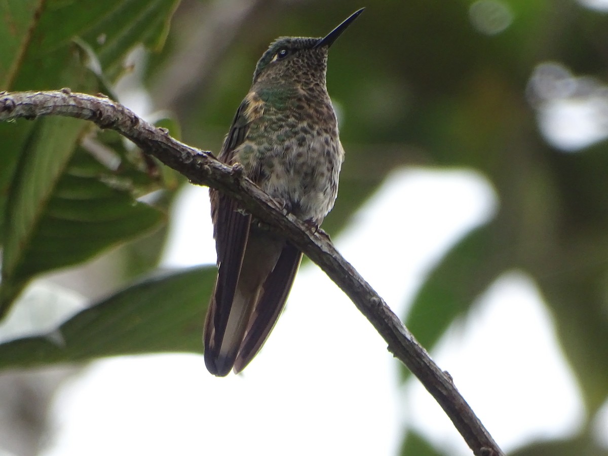 Buff-tailed Coronet - ML644619457