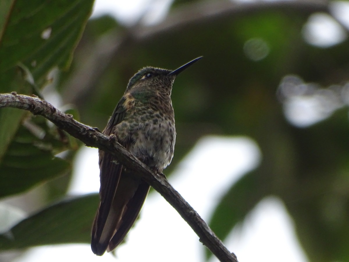 Buff-tailed Coronet - ML644619468