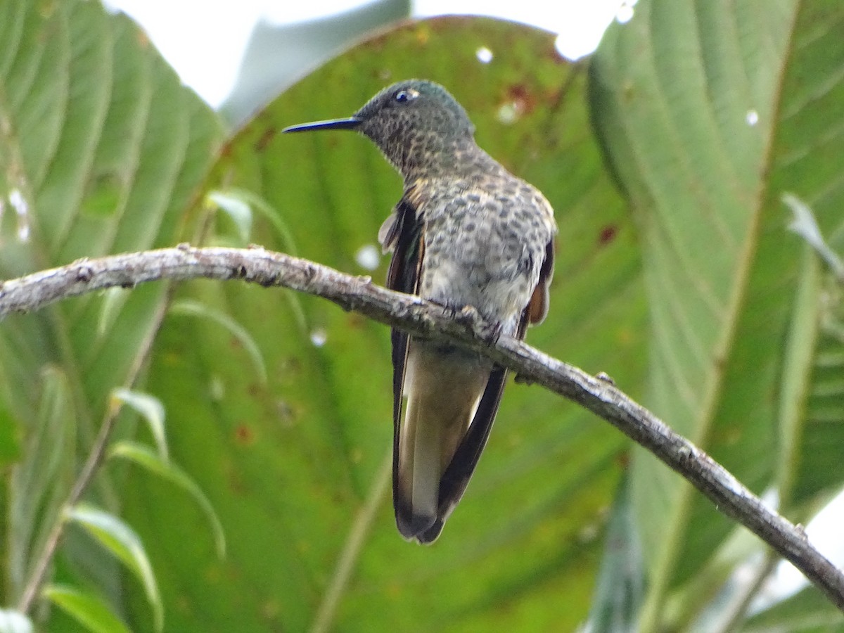 Buff-tailed Coronet - ML644619469