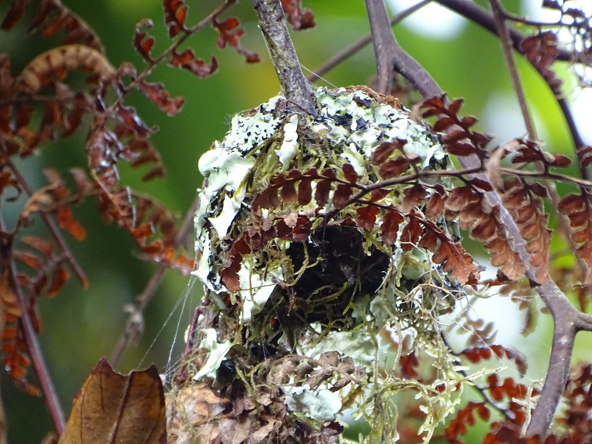 Buff-tailed Coronet - ML644619473