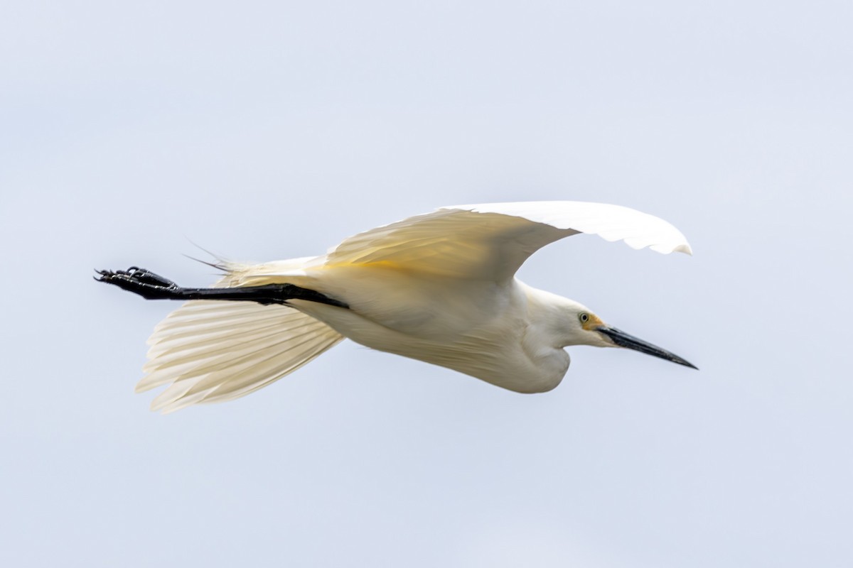 Little Egret - ML644619476