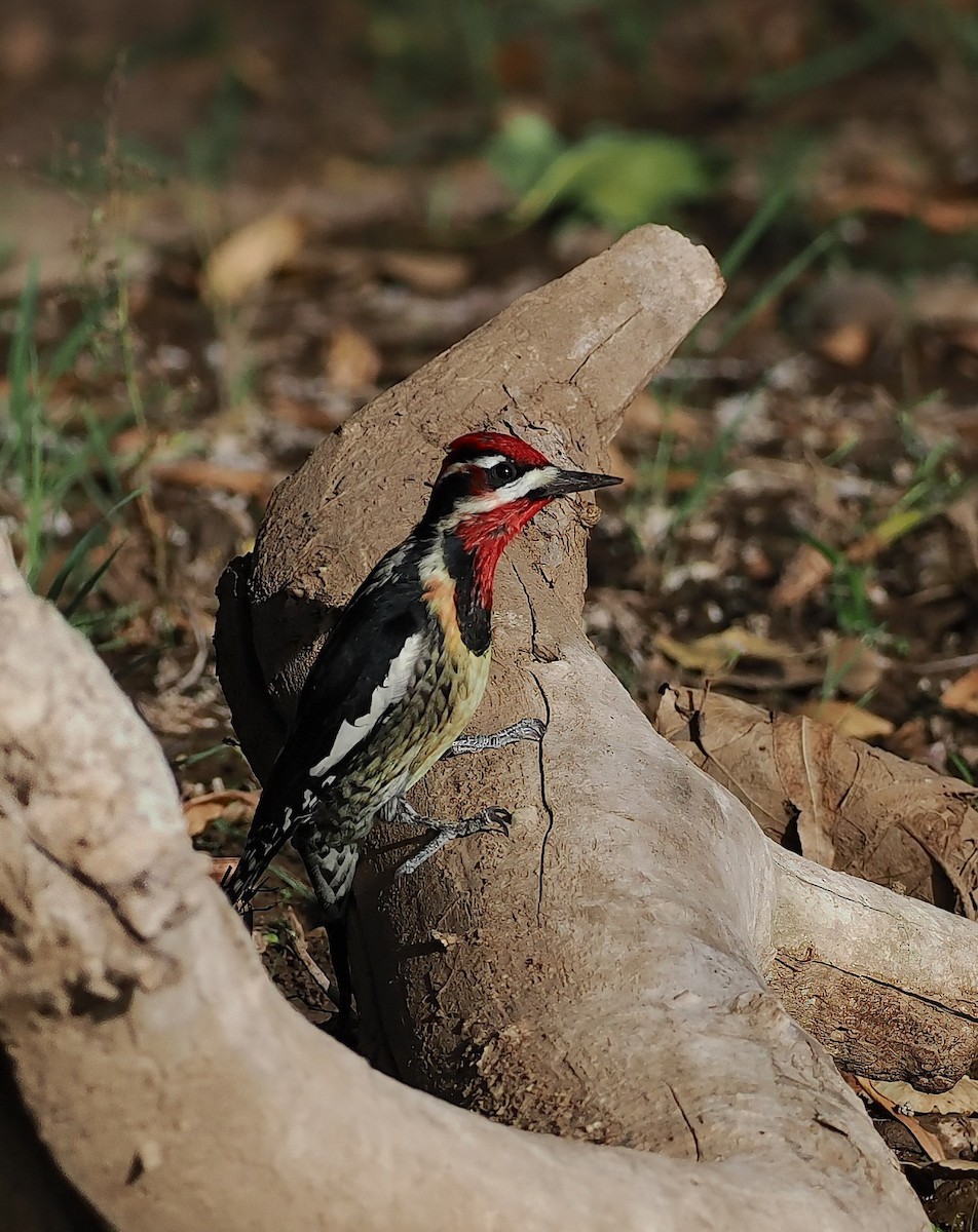 Al Enseli Ağaçkakan - ML644619478