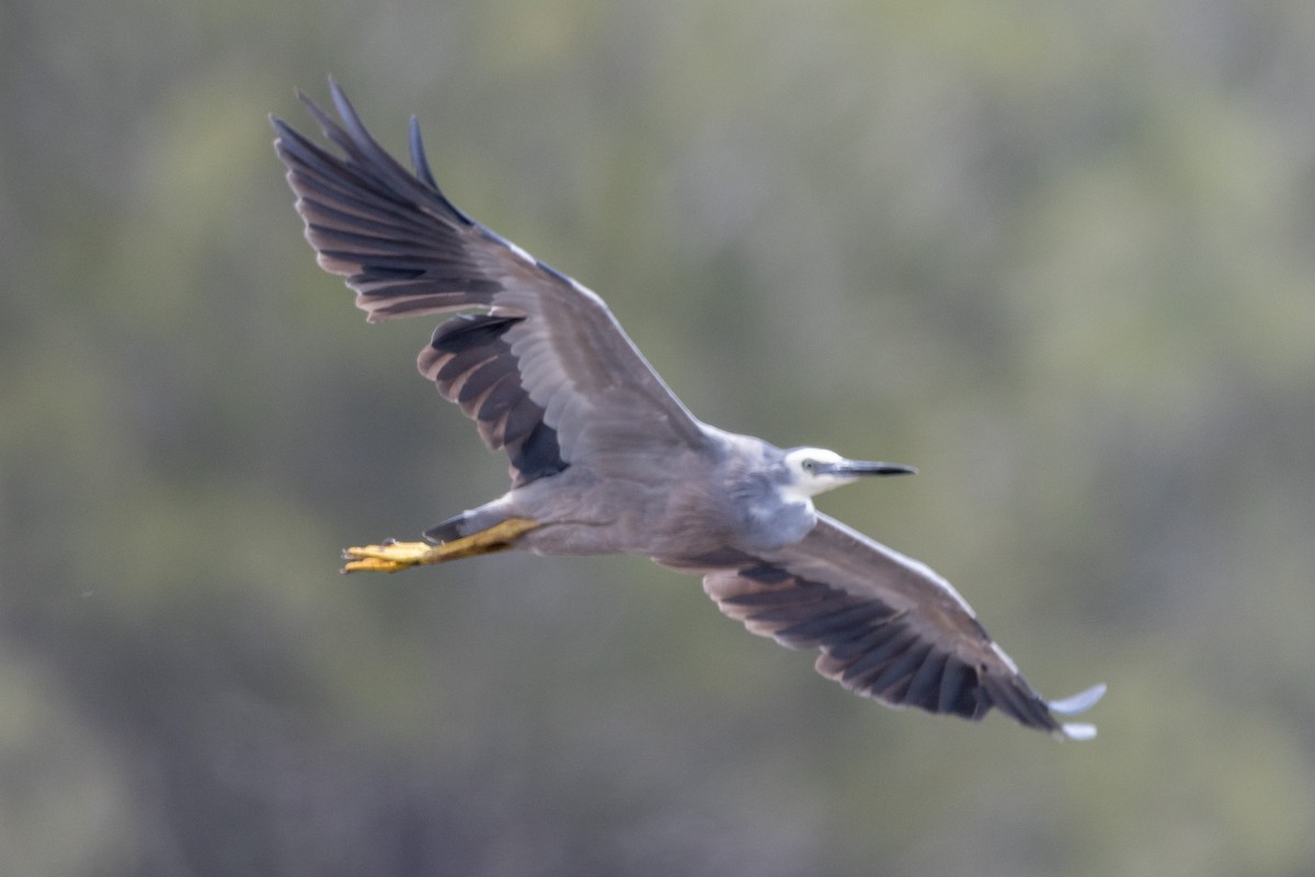 White-faced Heron - ML644619479