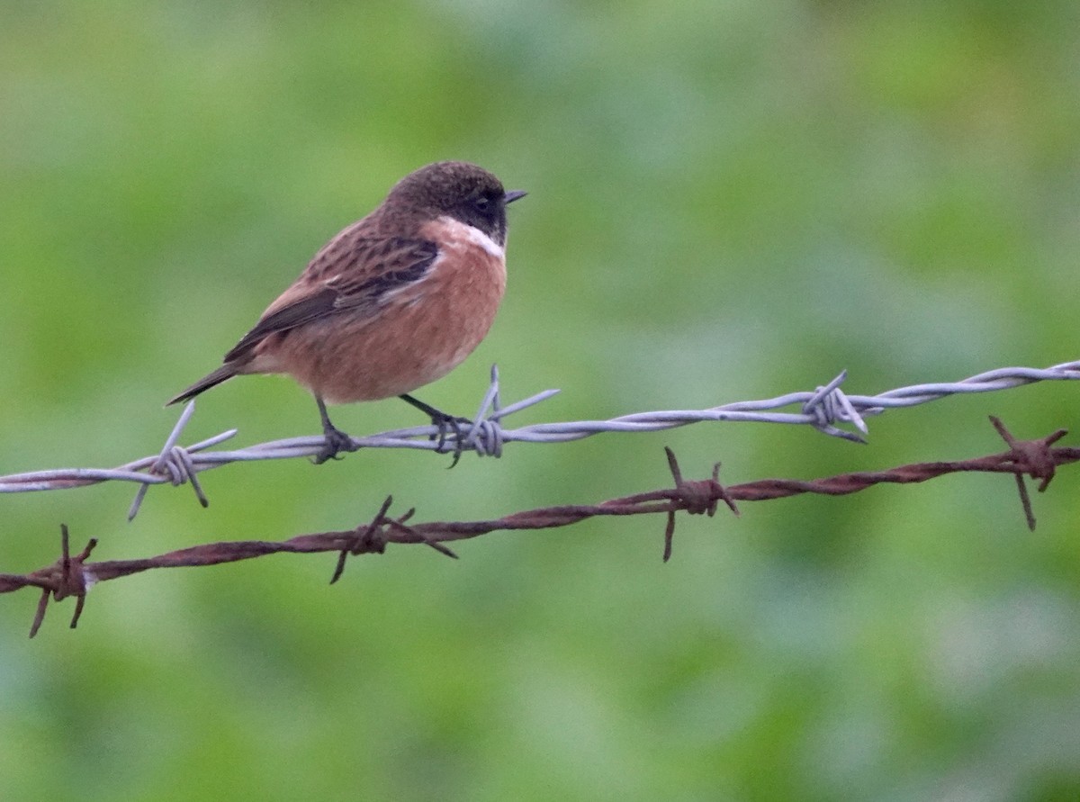 European Stonechat - ML644619482