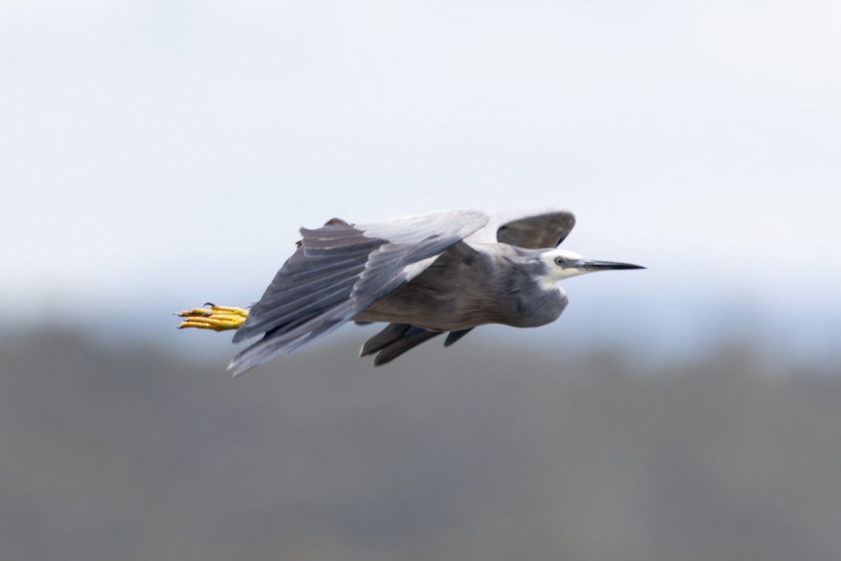 White-faced Heron - ML644619484