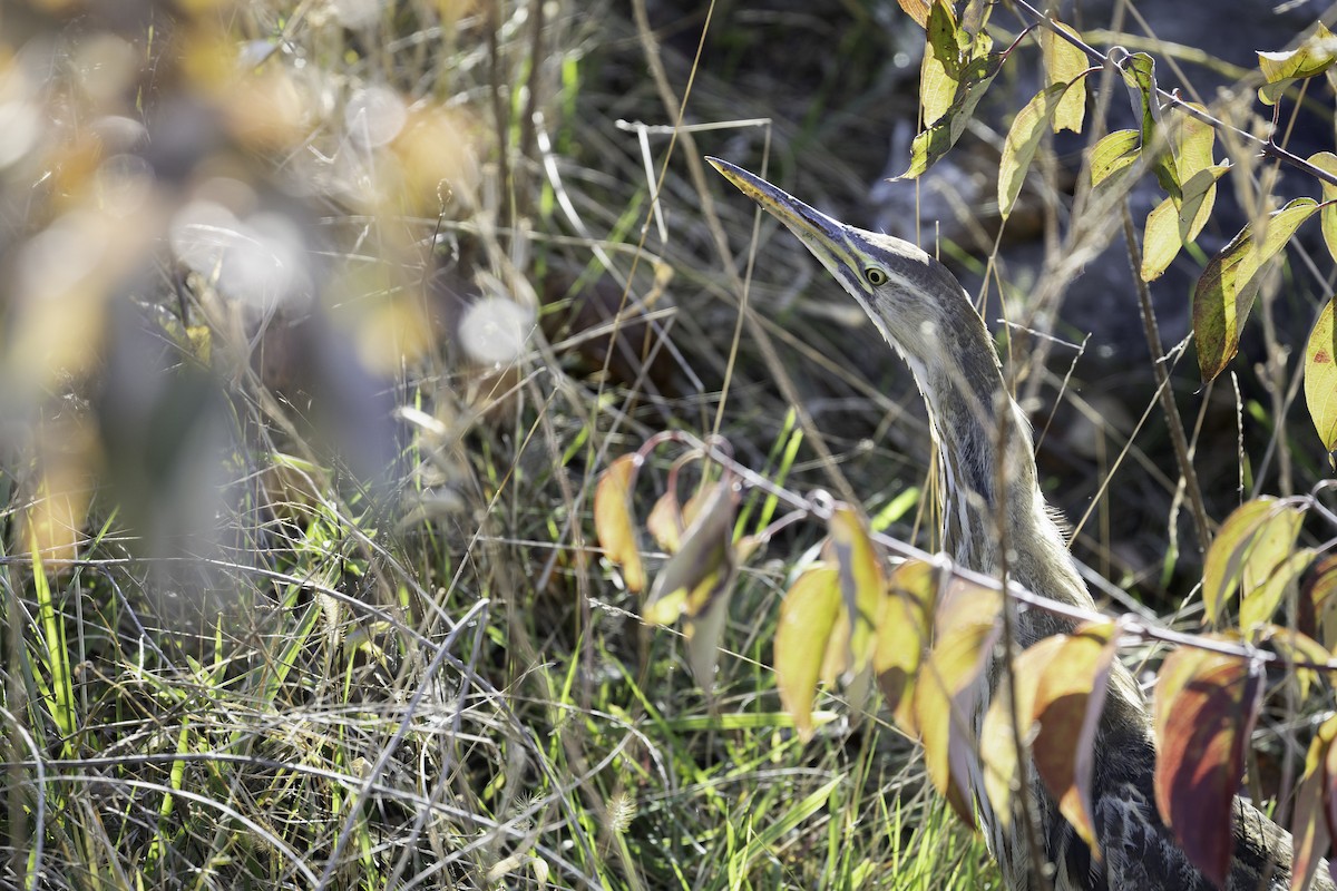 Бугай американський - ML644619485