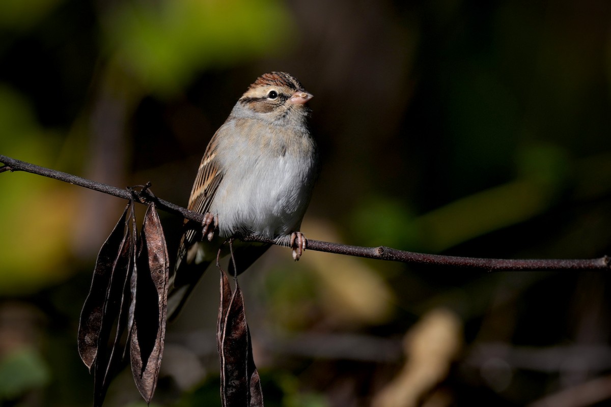 Cırcır Sesli Serçe - ML644619500